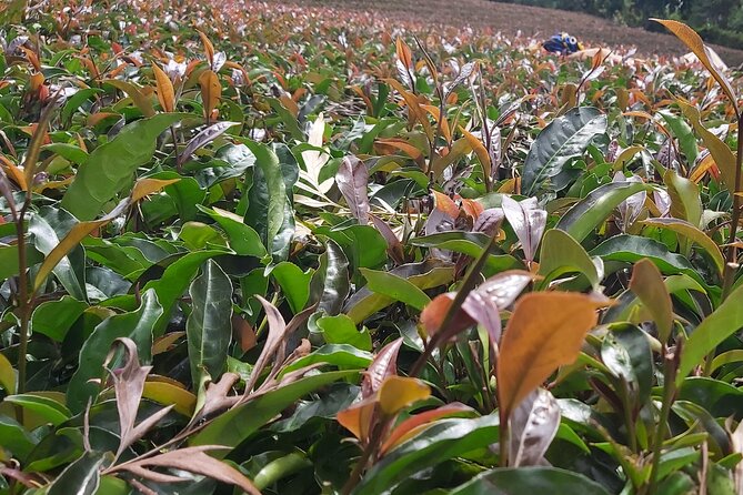 Purple Tea Farm Tour from Nairobi City - Specialty Tea Tasting - Why a purple tea farm tour feels like Kenya up close