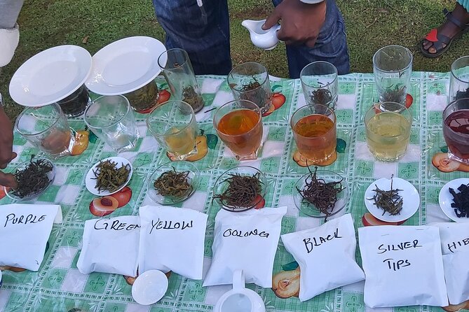 Purple Tea Farm Tour from Nairobi City - Specialty Tea Tasting - Tea picking you can actually do, including purple tea