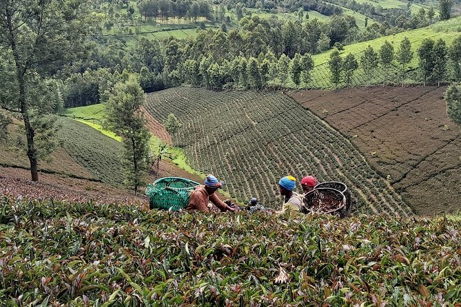 Purple Tea Farm Tour from Nairobi City - Specialty Tea Tasting - Traditional orthodox tea processing, explained step by step