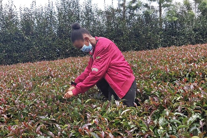 Purple Tea Farm Tour from Nairobi City - Specialty Tea Tasting - Three-course lunch plus a guided specialty tea tasting flight