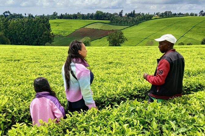 Riara tea farm tour with lunch and tea tasting from Nairobi - The Manager-Led Tea Walk: What You Learn Matters