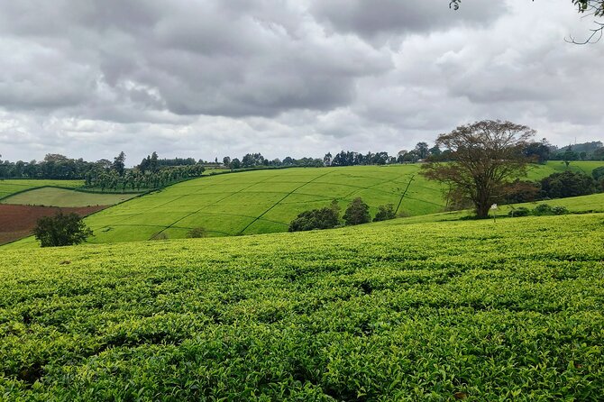 Riara tea farm tour with lunch and tea tasting from Nairobi - Tea Tasting Ceremony: How to Make It Taste Like a Real Experience