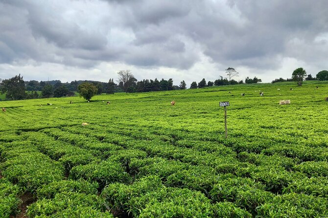 Riara tea farm tour with lunch and tea tasting from Nairobi - Buying Tea On-Site: Optional, and Often Worth It