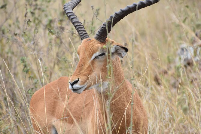 Safari In Nairobi Kenya National Park Half day Tour - Guide quality is the real value here
