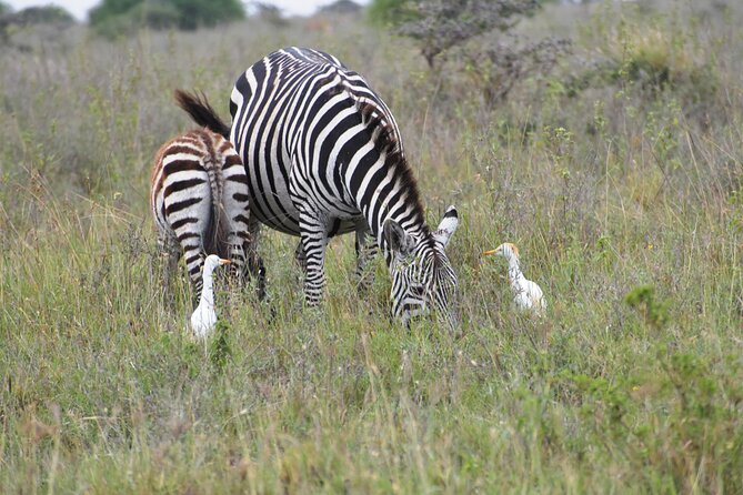 Safari In Nairobi Kenya National Park Half day Tour - A few practical tips to help you get more out of 3 to 4 hours