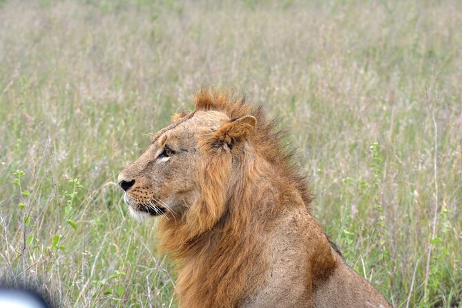 Safari In Nairobi Kenya National Park Half day Tour - What happens during the game drive in Nairobi National Park