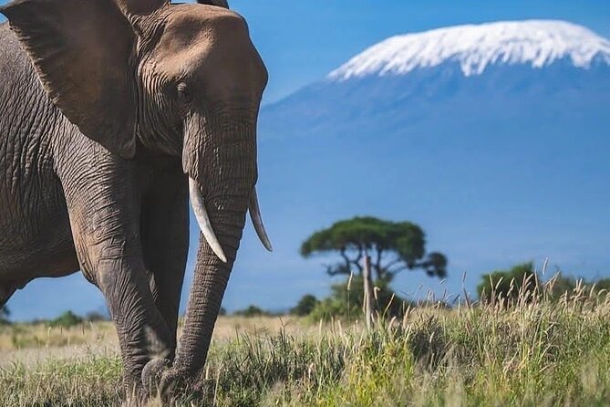 Safari in Tsavo and Amboseli for 5 Days and 4 Nights - Tsavo East, Tsavo West, and Amboseli: why this route works