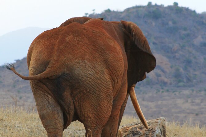 Safari in Tsavo and Amboseli for 5 Days and 4 Nights - Day 2 across Tsavo: early start, packed lunch, and Tsavo West