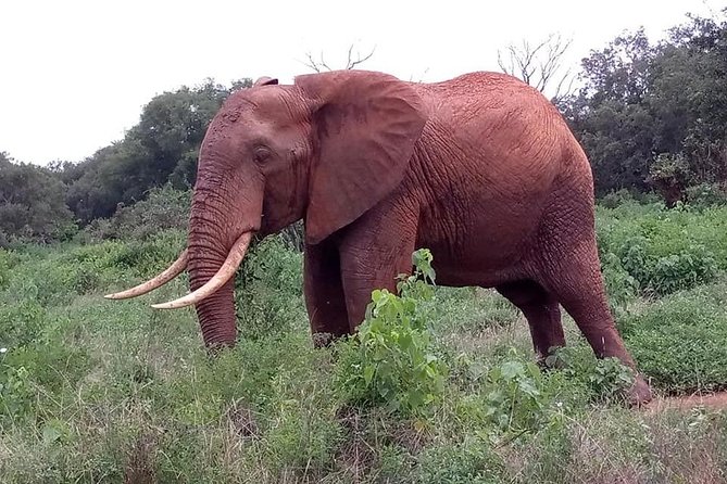 Safari Kenya with Patrick - Tsavo Park culture village and a real Masai community visit