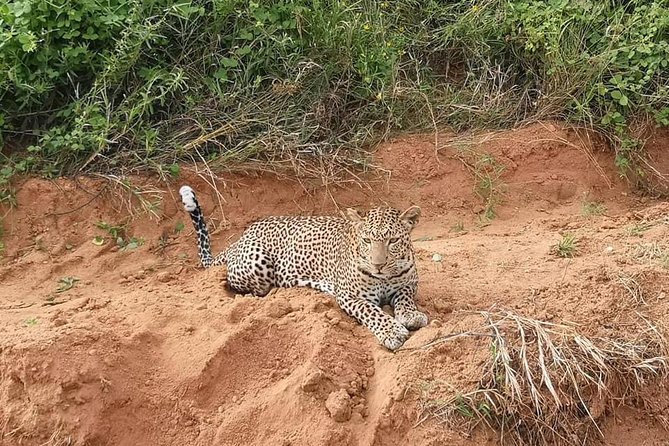 Safari Kenya with Patrick - Day 2: a second Tsavo East morning, then a quick Mara stop