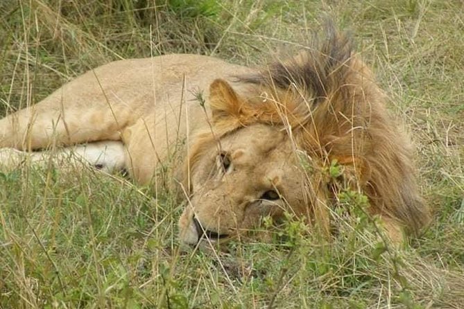 Safari Kenya with Patrick - Price of $418.12: does this safari feel worth it?