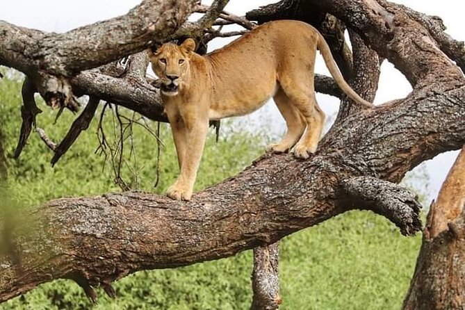 Safari Tour; Nairobi National Park - Getting Picked Up Early: Van Load-Up and How to Prepare