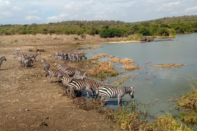 Safari Tour; Nairobi National Park - The Game Drive Plan: How to Use Your Time Wisely