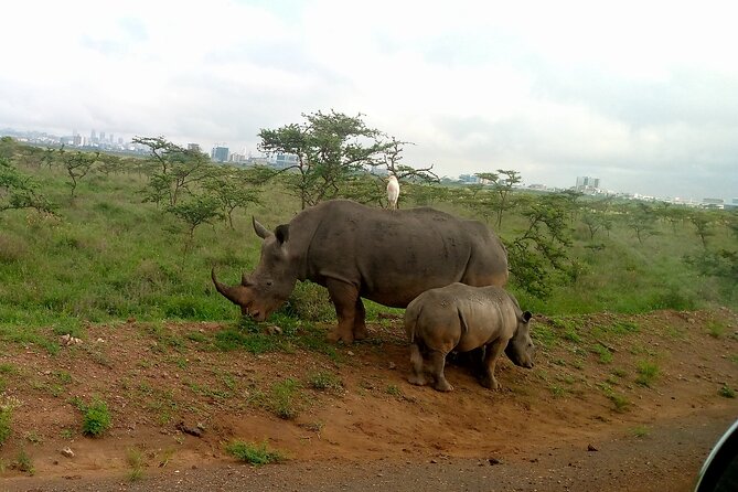 Safari Tour; Nairobi National Park - Open-Top Van Viewing: Why It Feels Different