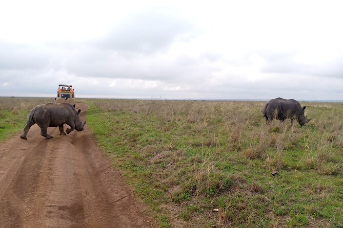 Safari Tour; Nairobi National Park - Wildlife Odds: What You Can Realistically See