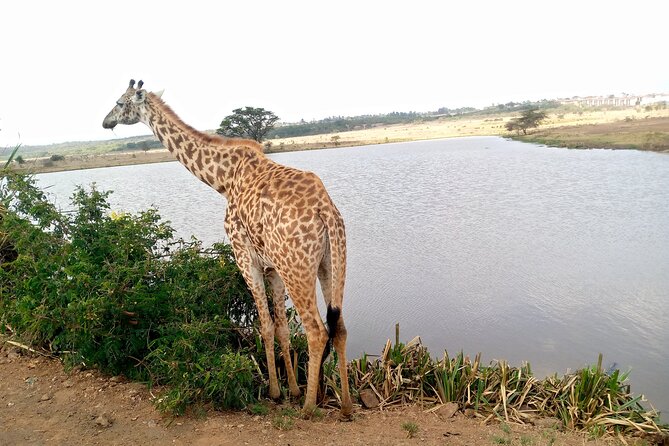 Safari Tour; Nairobi National Park - Guide Quality: The People Factor That Changes Everything