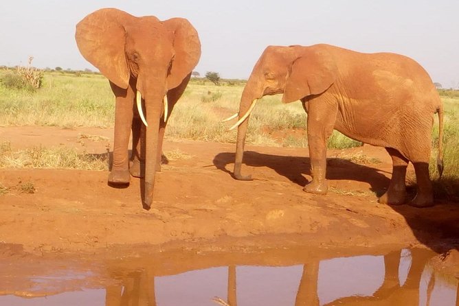 Safari-Tsavo east national park -2 days 1 night - Key Highlights You Will Feel From Day One