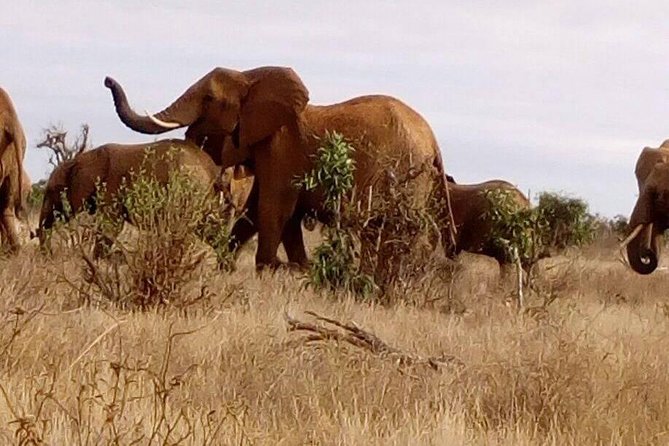 Safari-Tsavo east national park -2 days 1 night - First Morning: 6:30 am Pickup From Watamu, Then Straight Into Tsavo East