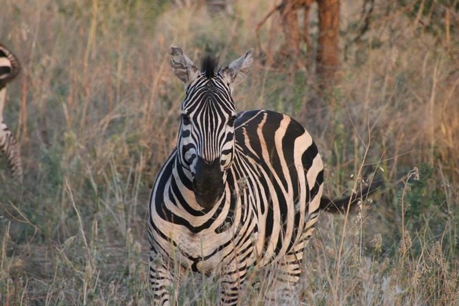 Safari-Tsavo east national park -2 days 1 night - Day 2 Morning: Breakfast, 7:00 am Exit, Then 3 Hours Back in the Bush