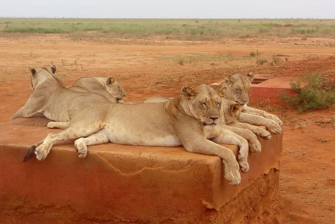 Safari-Tsavo east national park -2 days 1 night - Price and Value: Is $459.43 a Fair Deal for 2 Days in Tsavo East?