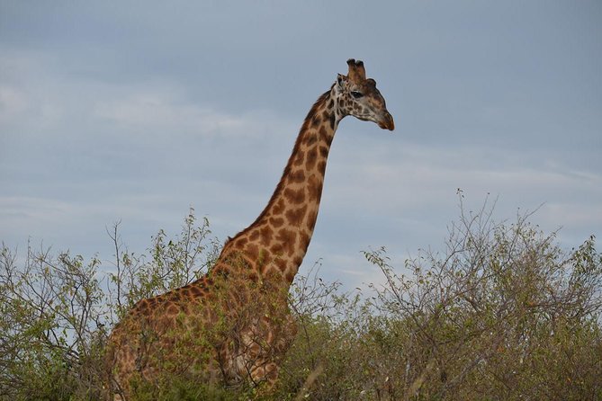 Samburu/ Aberdare/ Lake Nakuru/ Masai Mara 7 Days Safari - Why This Kenya Route Works for Real Wildlife Sightings