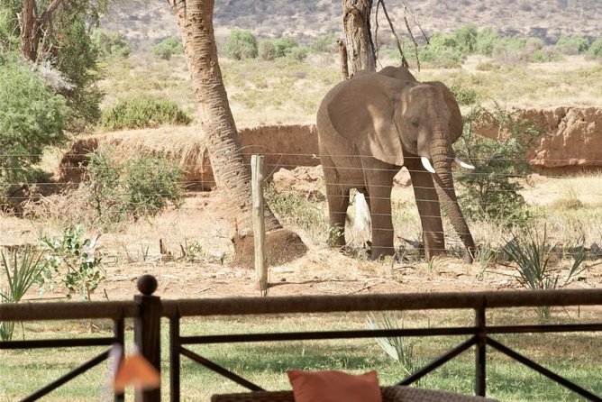 Samburu/ Aberdare/ Lake Nakuru/ Masai Mara 7 Days Safari - Days 5 to 6 in Masai Mara: Two Full Days for Big Five Chances