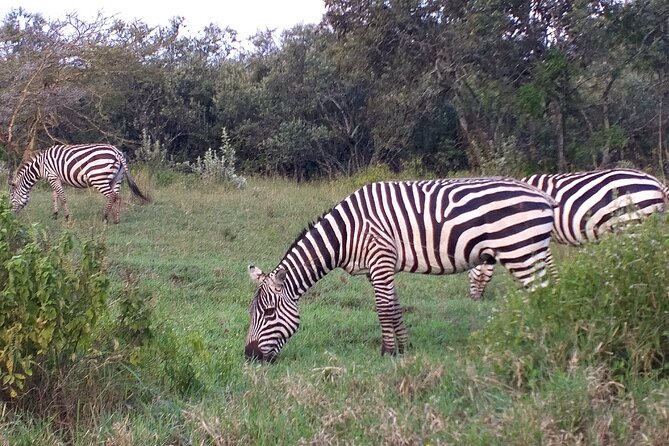 Shared Nairobi National Park Safari Tour - Open-roofed Land Cruiser style: how to spot more in less time