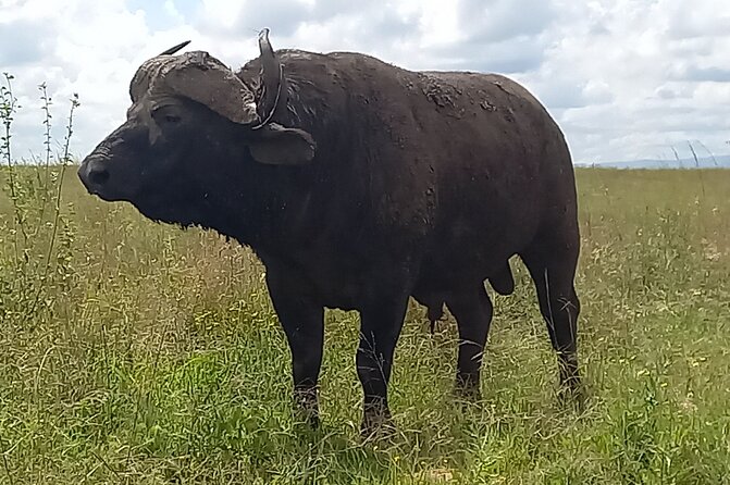 Shared Nairobi National Park Safari Tour - Stop 1: Nairobi National Park game drive, what you can realistically look for