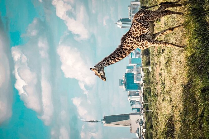 Shared Nairobi National Park Safari Tour - What makes this safari worth the money