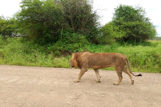 Shared Nairobi National Park Safari Tour - Should you book this shared Nairobi National Park safari tour?