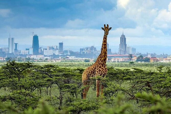 Shared Nairobi National Park Safari Tour - The 5-hour flow: pickup, entrance, then straight to the game drive