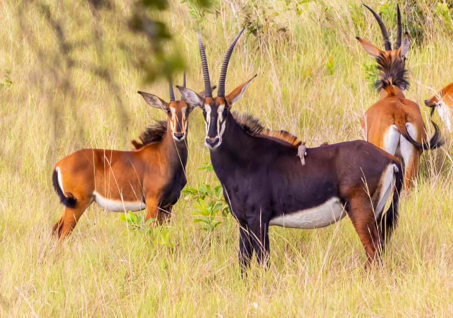 Shimba Hills Day Safari & Sheldrick Falls Hike Private Tour - The Sheldrick Falls Forest Hike: What to Expect on the Trail