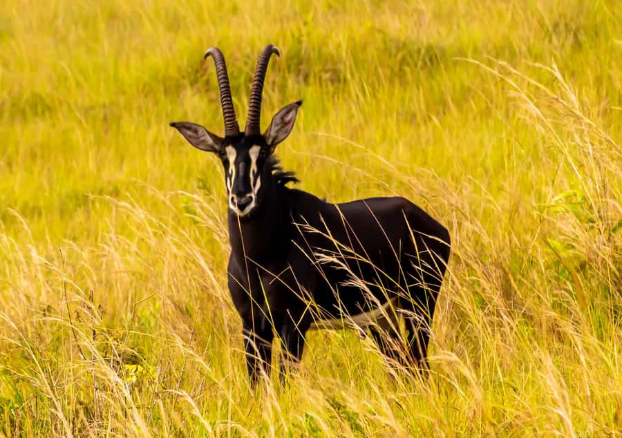 Shimba Hills Day Safari & Sheldrick Falls Hike Private Tour - Sheldrick Falls: The Waterfall Payoff and Pool-Time Reality