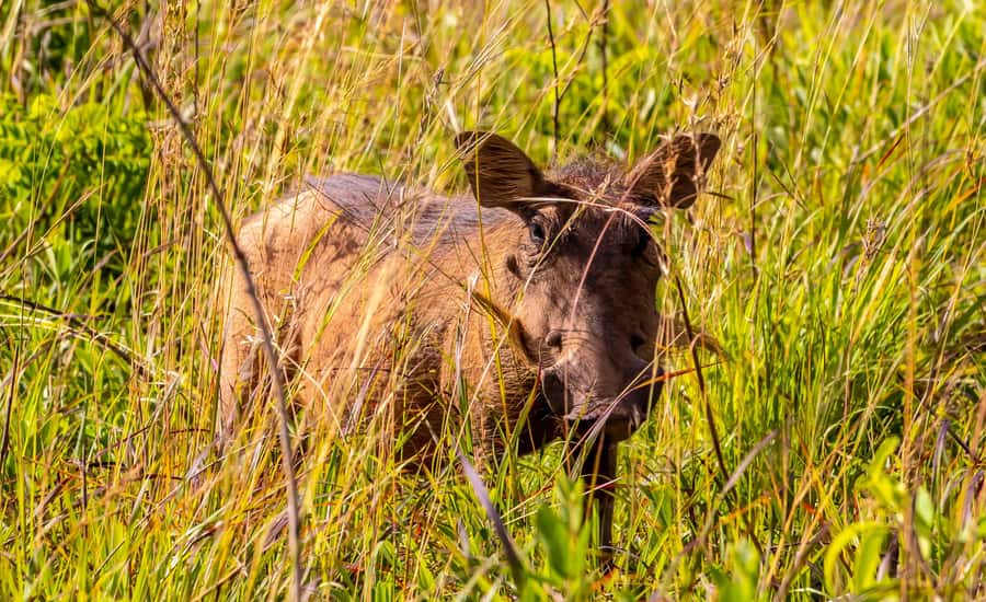 Shimba Hills Day Safari & Sheldrick Falls Hike Private Tour - Shimba Green Lodge Lunch and Swimming Reset