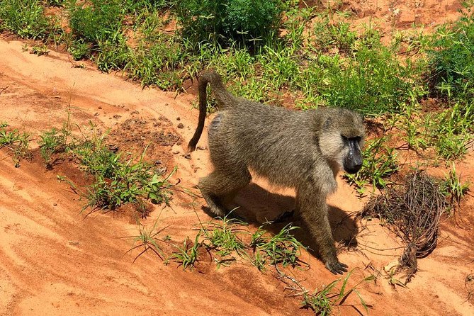 Shimba Hills Excursion - Shimba Lodge: the forest-clearing setting you will actually remember