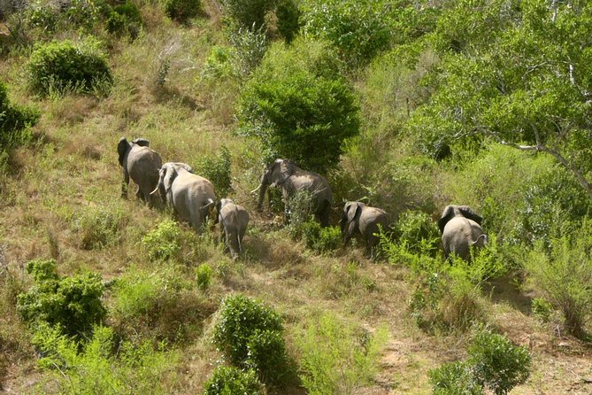 Shimba Hills Excursion - Timing, pickup, and group size: why 6 people matters
