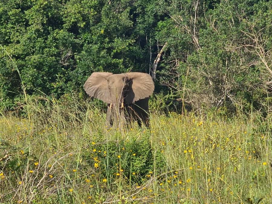 Shimba Hills: Game Drive, Waterfall Hike, and Lunch - Quick hits you’ll feel immediately