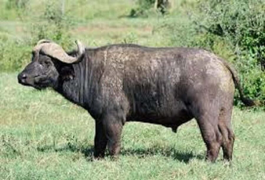 Shimba Hills: Game Drive, Waterfall Hike, and Lunch - Price and value: does $217 make sense for what you get?