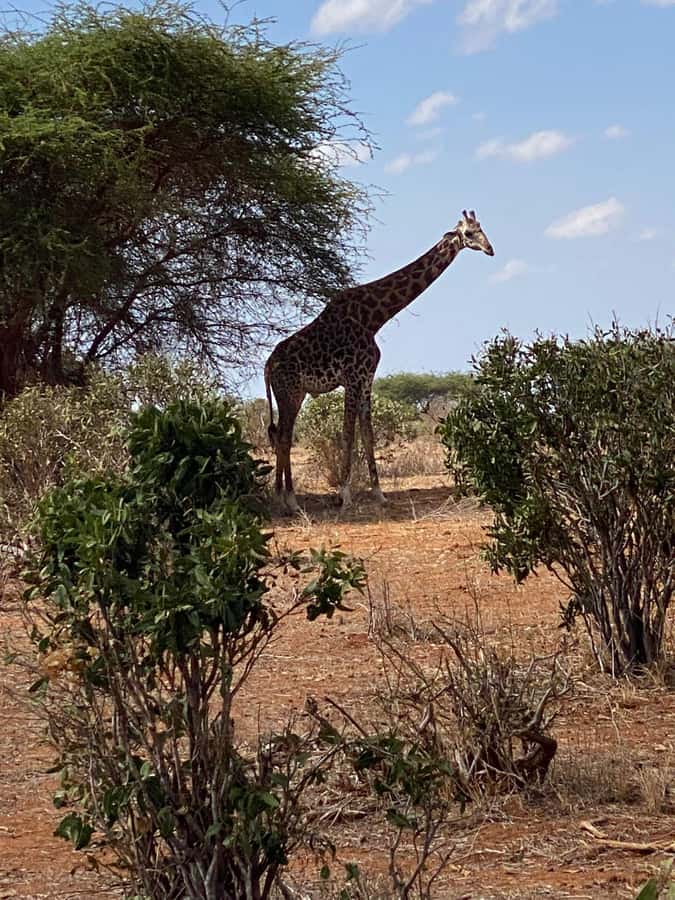 Shimba hills tropical rain forest day trip - Getting From Mombasa or Diani Into Shimba Hills