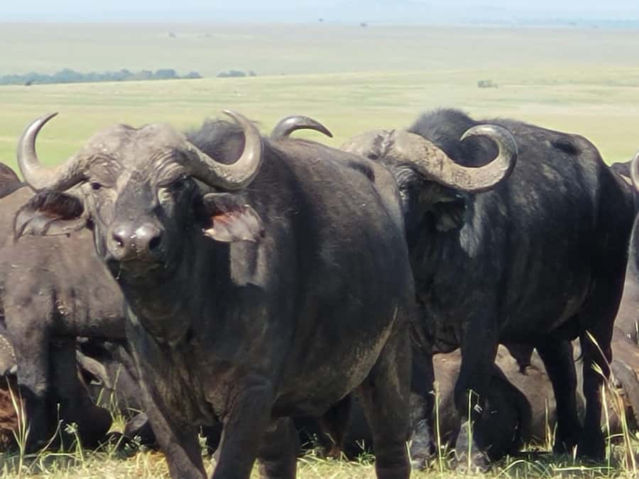Shimba hills tropical rain forest day trip - Two Safari Drives That Actually Follow Animal Time