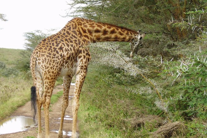 Small Group Budget Tour to Hells Gate National Park and Lake Naivasha Boat Ride - Taking it easy at 1pm: bikes back to the gate and photo stops