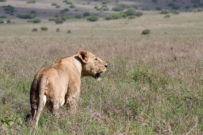 Small group tour to Nairobi park baby and optional Baby Elephants - Price and value: what $120 includes (and what it does not)