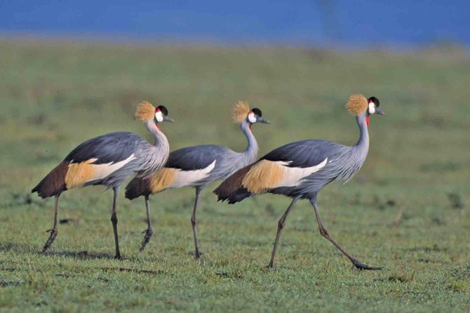 Small group tour to Nairobi park baby and optional Baby Elephants - 3-hour game drive inside Nairobi National Park