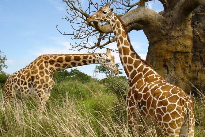 Small group tour to Nairobi park baby and optional Baby Elephants - Timing, lunch, and comfort on a half-day schedule