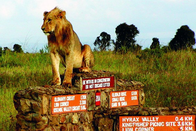 Small group tour to Nairobi park baby and optional Baby Elephants - What could be a drawback for your plans