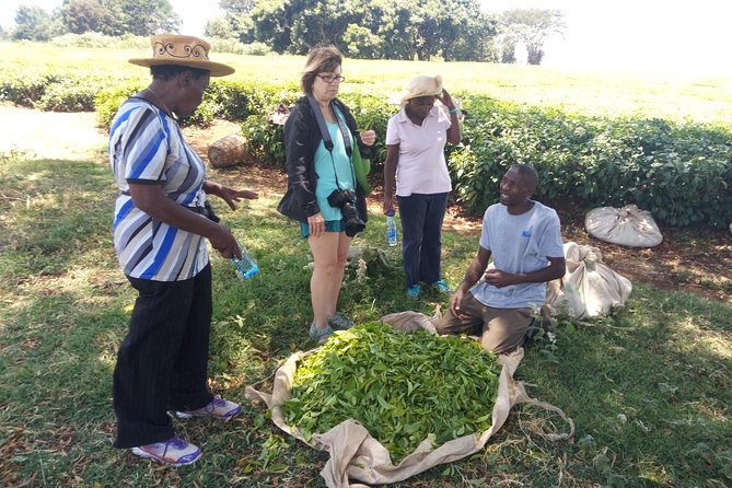 Tea Farm Experience at Riara Tea Farm And Factory Tour - How This Riara Tea Tour Runs From Nairobi