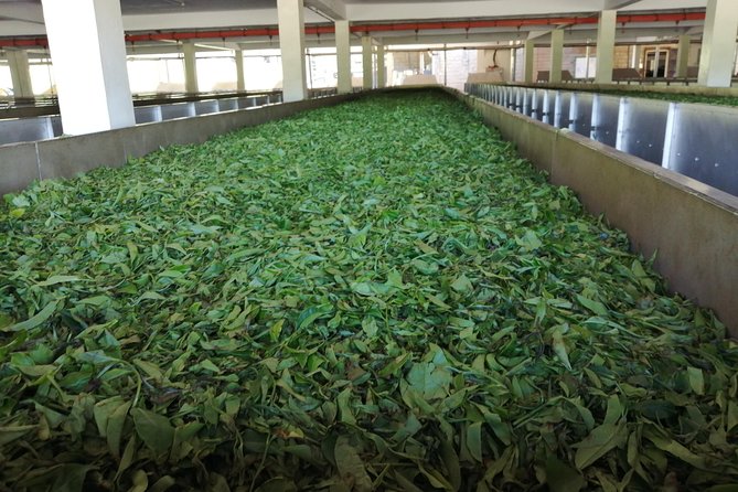 Tea Farm Experience at Riara Tea Farm And Factory Tour - Tea Sampling, Buying Options, and What You Should Expect to Pay Extra