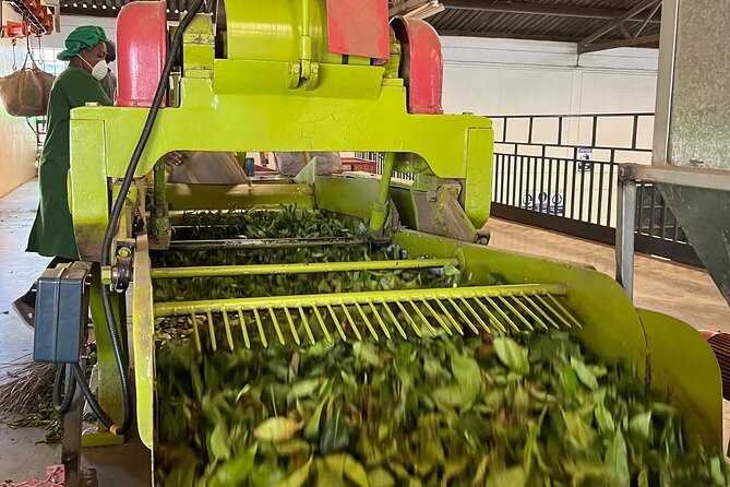 Tea Farm Experience at Riara Tea Farm And Factory Tour - Price and Value: Is $160 Fair for This 5 to 6 Hour Tour?