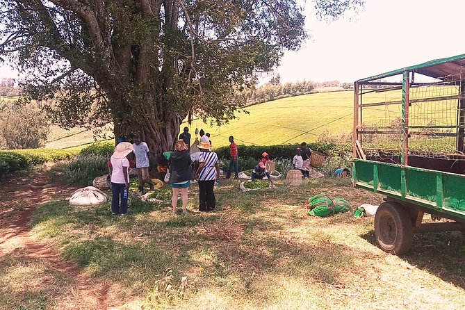 Tea Farm Experience at Riara Tea Farm And Factory Tour - Should You Book This Riara Tea Farm and Factory Tour?