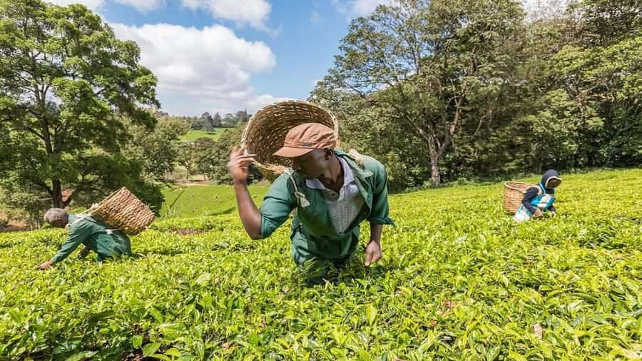 Tea Farm Tour From Nairobi (Kiambethu). - Key points before you go to Kiambethu